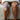 Live Online: Cupping for Self Care